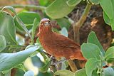 Rufous Cacholoteborder=